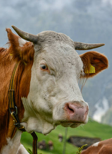 istock A cow in the Swiss Alps 1271784715