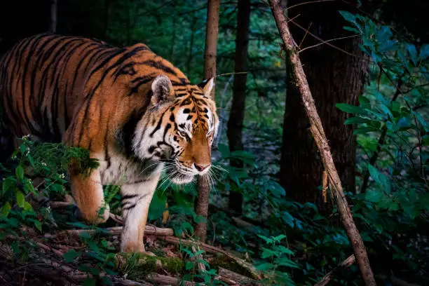 Close-up of tiger in the forest. It is moving silently through the undergrowth, stalking its prey at dusk.