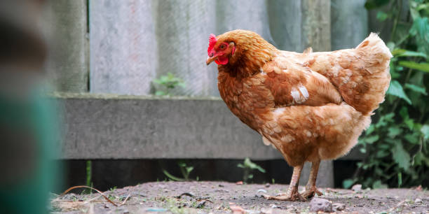 istock small chicken with feathers of brown colour stands on yard 1271785034