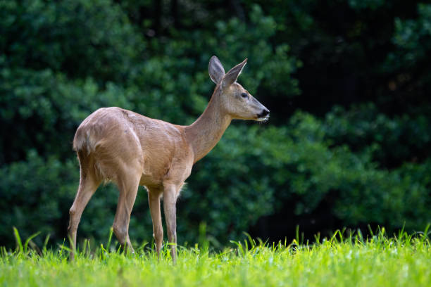 istock Roe deer in forest, Capreolus capreolus. Wild roe deer in nature. 1271785929