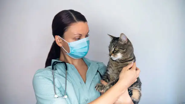 A female veterinarian with a mask and a stethoscope holds a cat in her arms.