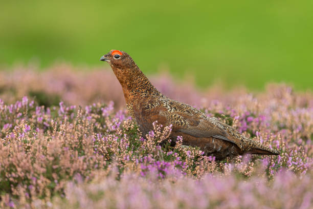 istock Red Grouse Male, (Scientific name: Lagopus Lagopus Scotica) with flared red eyebrow.  Facing left in purple heather 1271786545