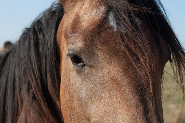 istock Head of red horse close up 1271786768
