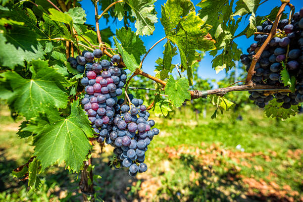 red purple wine grapes macro closeup on vine hanging grapevine in montepulciano, tuscany, italy vineyard winery with blue sky in background during sunny day - montepulciano imagens e fotografias de stock