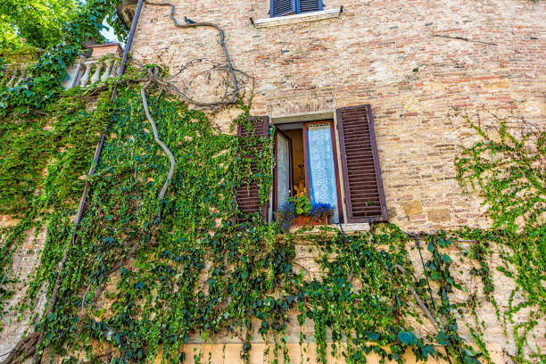 montepulciano, pueblo de italia en la toscana y decoración de vid de escalada en la arquitectura del día de verano de la construcción de pared de ladrillo de piedra con ventana - villa italian culture facade ornamental garden fotografías e imágenes de stock