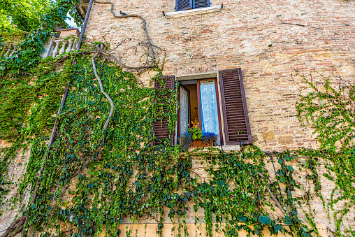 Montepulciano, Italy town village in Tuscany and climbing vine decoration on summer day architecture of building stone brick wall with window