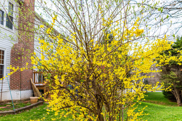 Closeup of yellow forsythia plant shrub bush flowers blooming in spring in Virginia with bright color in backyard garden of single family home in residential suburbs Closeup of yellow forsythia plant shrub bush flowers blooming in spring in Virginia with bright color in backyard garden of single family home in residential suburbs forsythia garden stock pictures, royalty-free photos & images