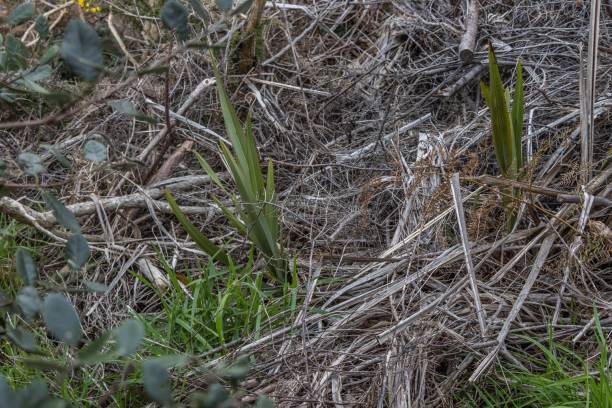 istock Flax plants colonising waste land 1271789217