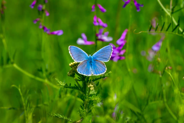 istock Macro shots, beautiful butterfly 1271789224