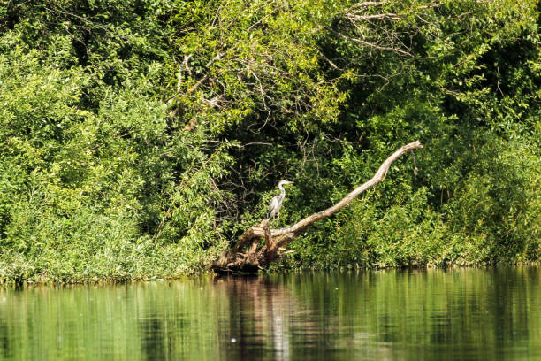 istock A heron sitting on a snag by the water. 1271790550