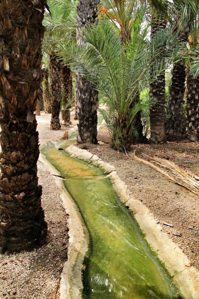 istock Irrigation canal between palm trees in an orchard of Elche 1271790704