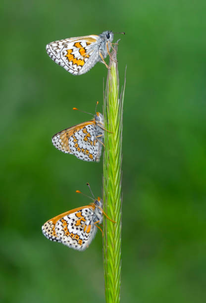 istock Macro shots, beautiful butterfly 1271791337
