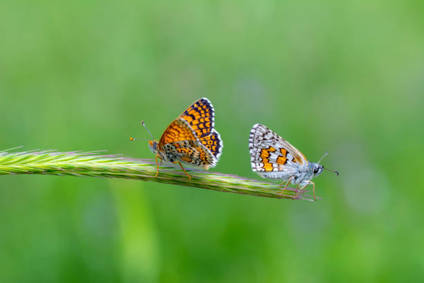 istock Macro shots, beautiful butterfly 1271791398