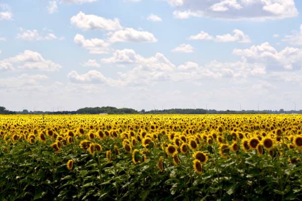 istock MANITOBA SUNFLOWER CROP 1271791582