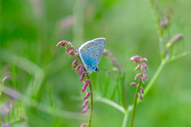 istock Macro shots, beautiful butterfly 1271791768
