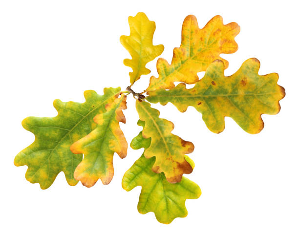 istock autumn oak leaves isolated on white with clipping path. 1271791831