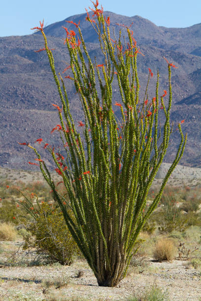 istock Flowering cactus in desert 1271792067