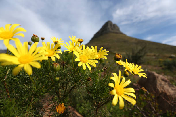 Close-up view of Euryops daisies blooming on the slops of Lions Head in Cape Town, South Africa