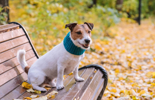 istock Dog walking in fall park sitting on bench on warm autumn day 1271793114