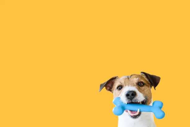 Photo of Happy pet dog holding in mouth blue toy bone against solid colour yellow background