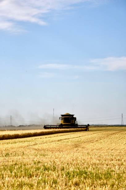 istock HARVESTING MANITOBA WHEAT 1271794932