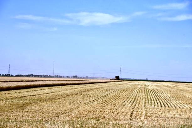 istock HARVESTING MANITOBA WHEAT 1271795720