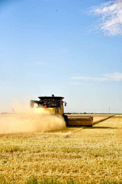 istock HARVESTING MANITOBA WHEAT 1271796792