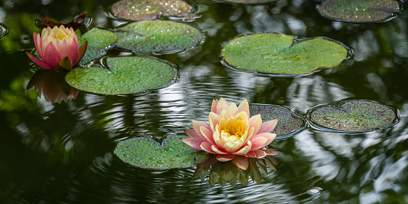 Beautiful pink water lily floating in a cement fountain