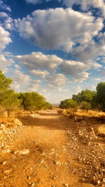 istock Countryside landscape with native bushes and conifers 1271797939