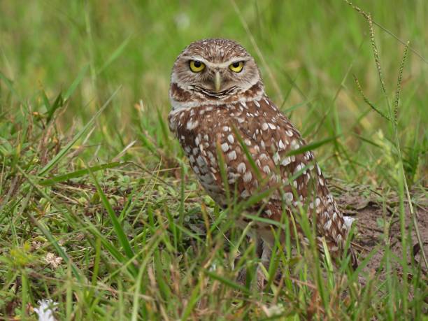 istock Burrowing Owl (Athene cunicularia) standing in the grass 1271799349