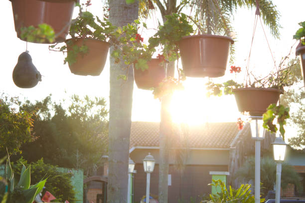 Against sunlight on a day in the garden of a house with flower pots