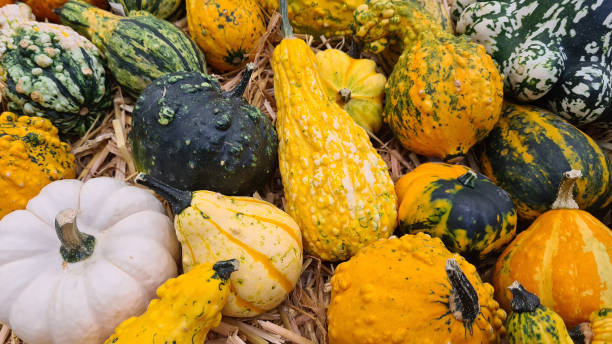 istock Pumpkins autumn fall season pumpkin vegetable 1271802009
