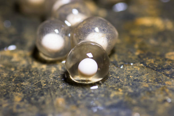 Snail egg red ramshorn inside tank.