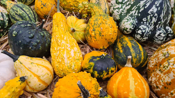 istock Pumpkins autumn fall season pumpkin vegetable 1271802448