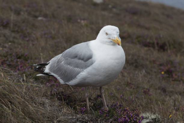 istock European herring gull, Larus argentatus 1271802515
