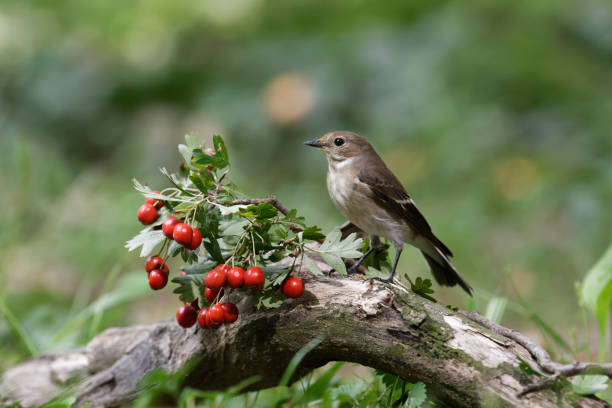 istock european pied flycatcher (Ficedula hypoleuca) 1271805478