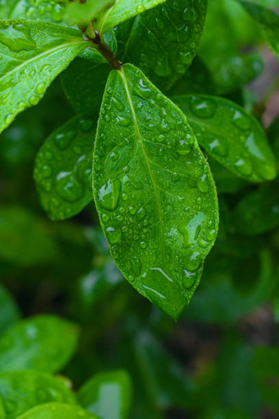 istock Herbs in the September rain 1271809479