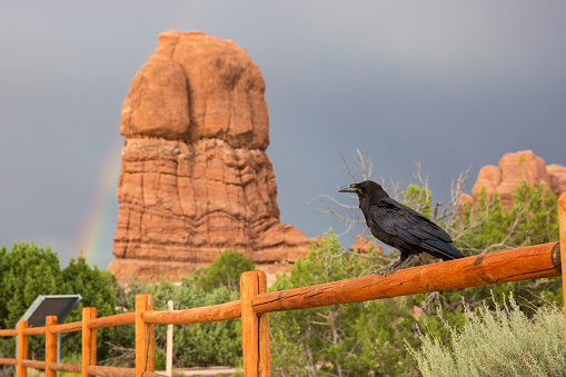 A wild crow sits perched on a fence in front of rock formations in Utah's Arches National Park.