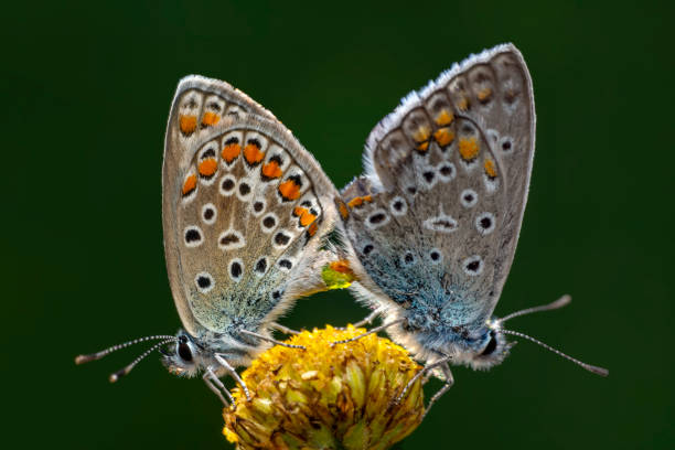 istock Two butterfly mating. Beautiful butterfly 1271813712