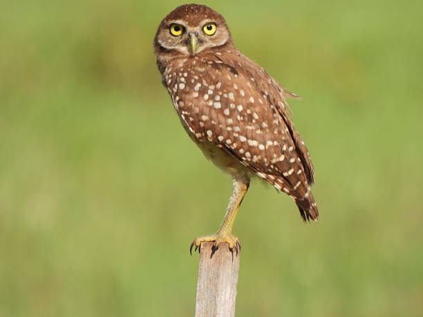 istock Burrowing Owl (Athene cunicularia) standing on a wood post 1271816100