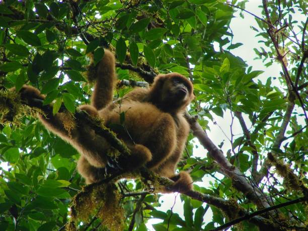 istock Muriqui monkey Brachyteles arachnoides at Atlantic Forest 1271821167