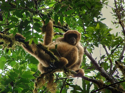 Muriqui, also known as Mono Carvoeiro, is a endangerad species found in southeastern Atlantic forests of Brazil