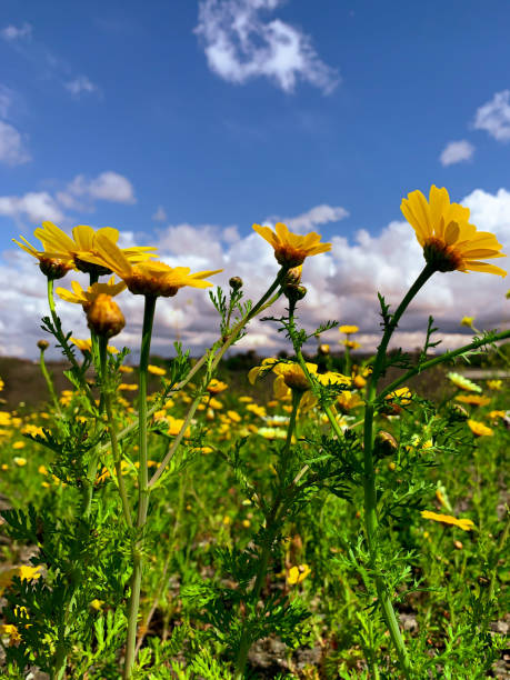 istock Yellow wildflowers with blue sky 1271823267