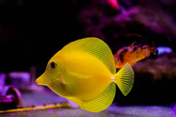 Photo of Zebrasoma flavescens - The Yellow tang, It is one of the most popular aquarium fish