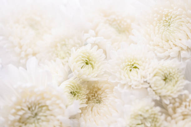 White chrysanthemum flower background White flowers, chrysanthemums, background gift tag note photos stock pictures, royalty-free photos & images