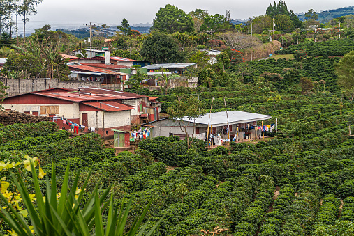 Alajuela Province, Costa Rica - November 28, 2008: group of workers houses set in middle of green coffee tree field. Silver and red corrugated roofs and lines of colorful laundry.