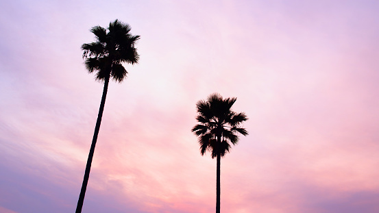 Palm trees against a fluffy pink sky