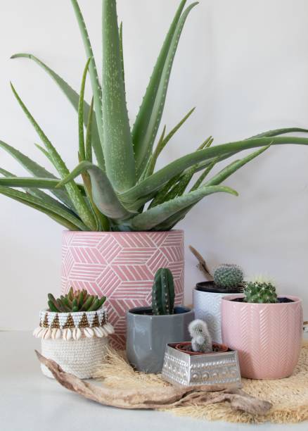 istock Group of potted succulent plants 1271836234