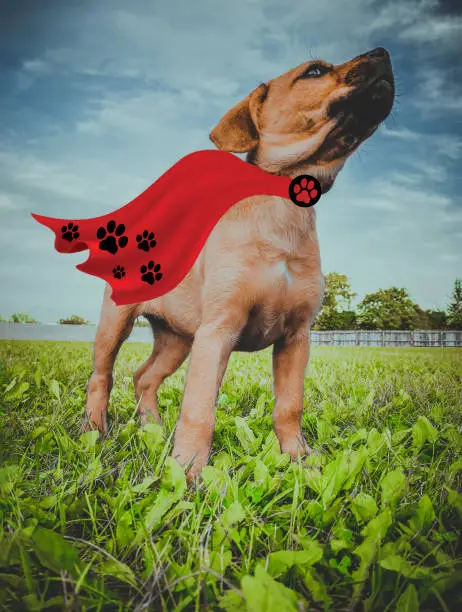 Funny conceptual photo of a superhero dog with red cape ready to take flight. This puppy is a 12-week old Rottweiler mix.