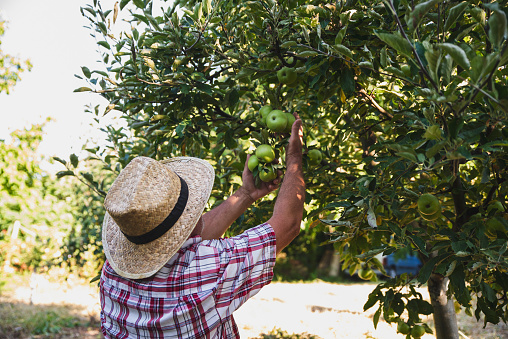 Senior man picking up bio apples in apple orchard